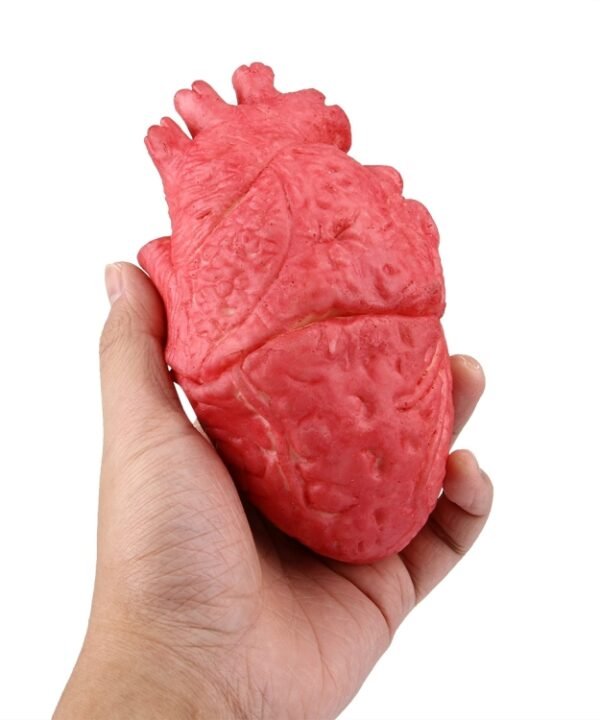 Popular Funny Halloween Props Fake Heart