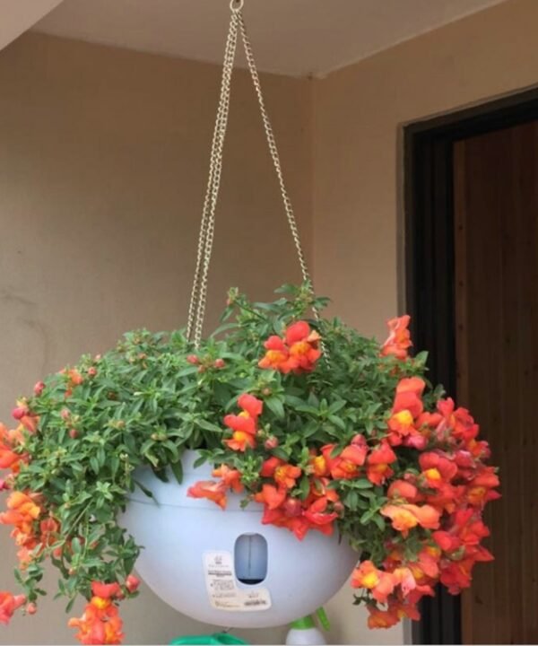 Hanging Plastic Flower Pots Hanging Pots Flower Pot With Hanging Chain,Large Size: 24 x 18cm ,Random Color Delivery