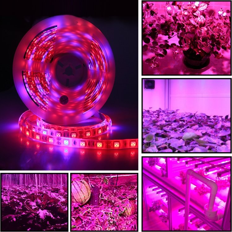 5m 300 LEDs SMD 5050 Full Spectrum LED Strip Light Fitolampy Grow Lights for Greenhouse Hydroponic Plant, Non Waterproof, Waterproof - Image 5