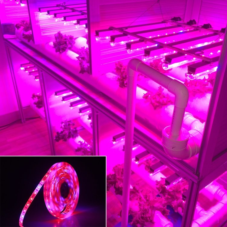 5m 300 LEDs SMD 5050 Full Spectrum LED Strip Light Fitolampy Grow Lights for Greenhouse Hydroponic Plant, Non Waterproof, Waterproof - Image 6